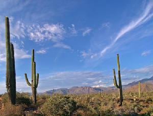saguaro_cactus.jpg
